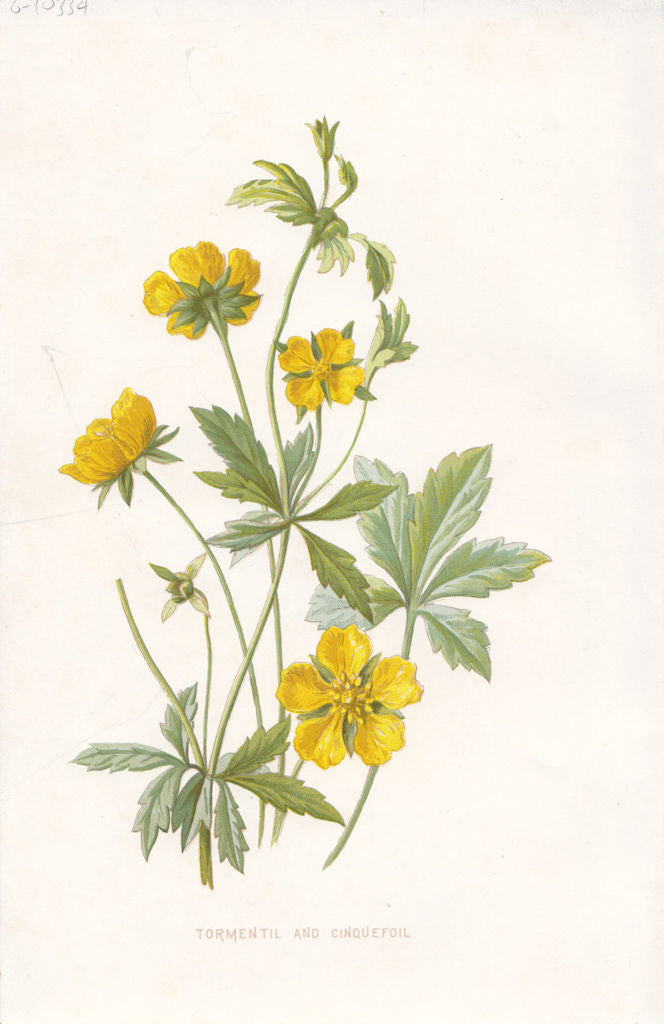 FLOWERS. Tormentil & Cinquefoil c1895 old antique vintage print picture